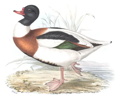 Plate 357 of Gould's The Birds of Europe: Common Shelduck (Tadorna tadorna)