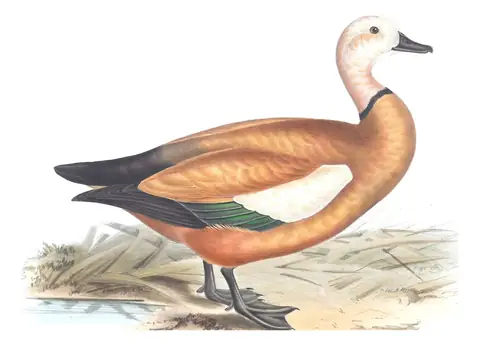 Plate 358 of Gould's The Birds of Europe: Ruddy Shelduck (Tadorna ferruginea)