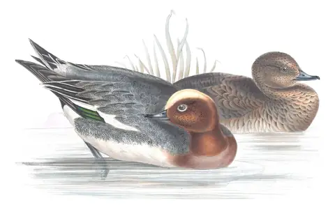 Plate 359 of Gould's The Birds of Europe: Eurasian Wigeon (Mareca penelope)