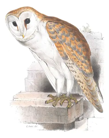 Plate 36 of Gould's The Birds of Europe: Western Barn Owl (Tyto alba)