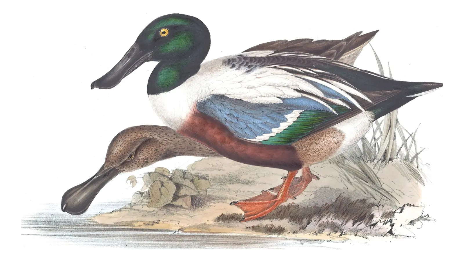 Plate 360 of Gould's The Birds of Europe: Northern Shoveler (Spatula clypeata)