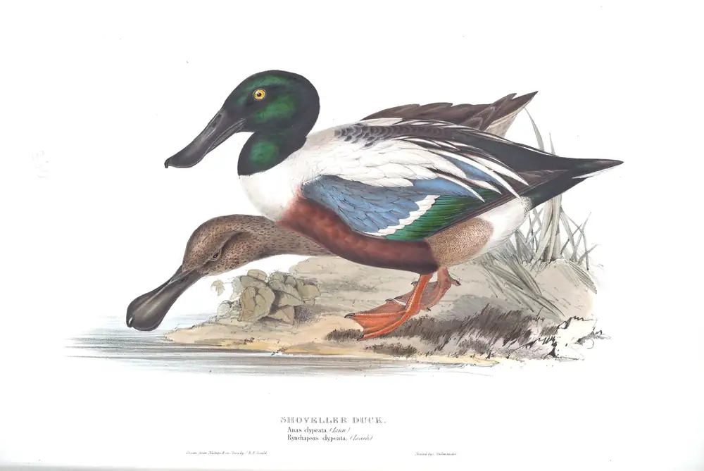 The whole sheet of plate 360, with its engraved caption