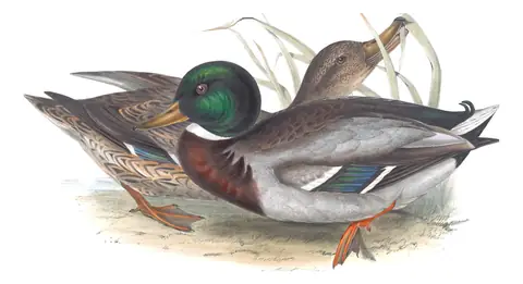 Plate 361 of Gould's The Birds of Europe: Mallard (Anas platyrhynchos)