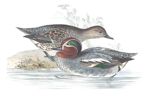 Plate 362 of Gould's The Birds of Europe: Green-winged Teal (Anas crecca)
