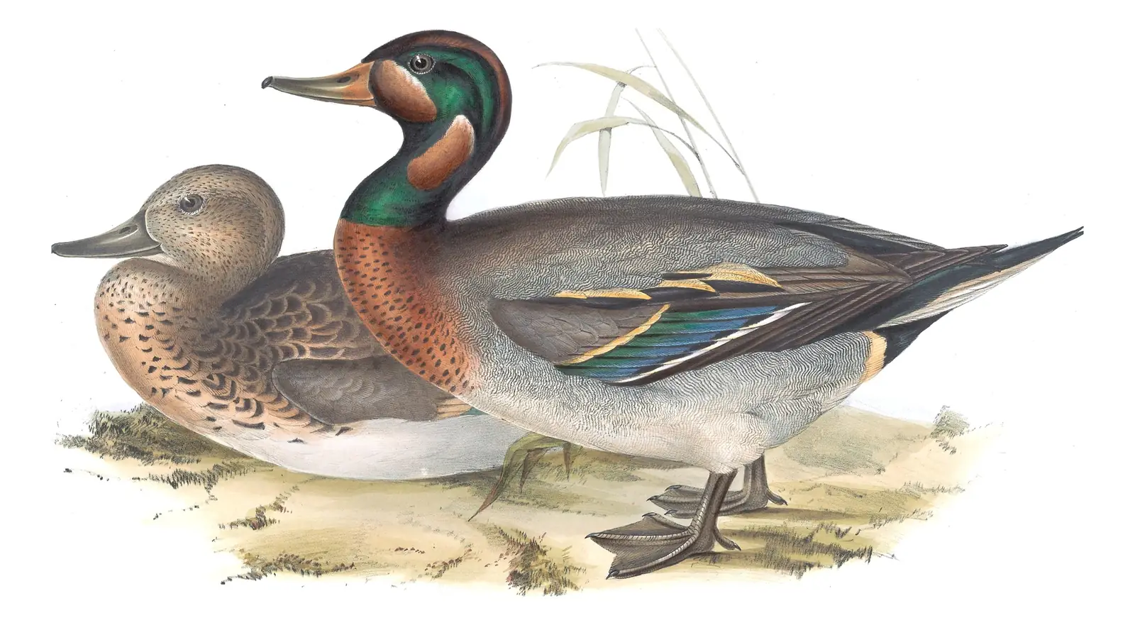 Plate 363 of Gould's The Birds of Europe: “Bimaculated Teal”, not identified