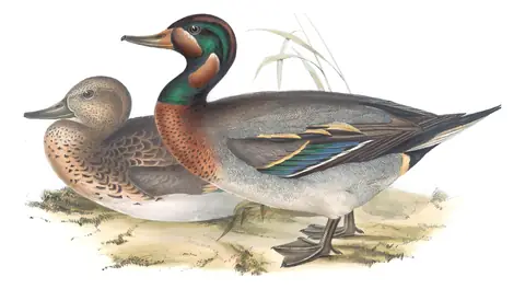 Plate 363 of Gould's The Birds of Europe: “Bimaculated Teal”, not identified