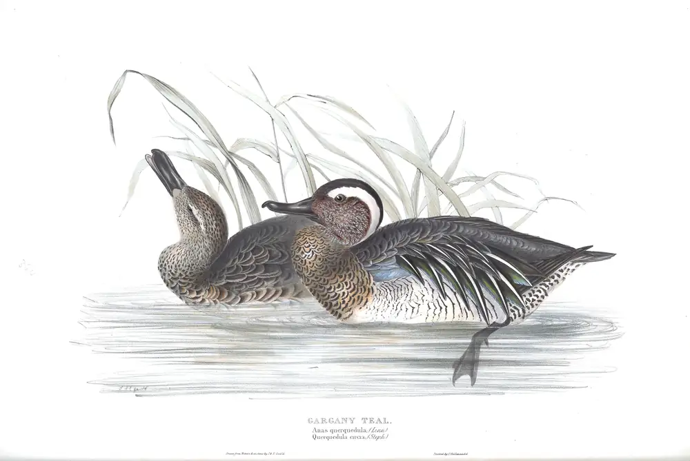 The whole sheet of plate 364, with its engraved caption