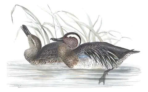 Plate 364 of Gould's The Birds of Europe: Garganey (Spatula querquedula)