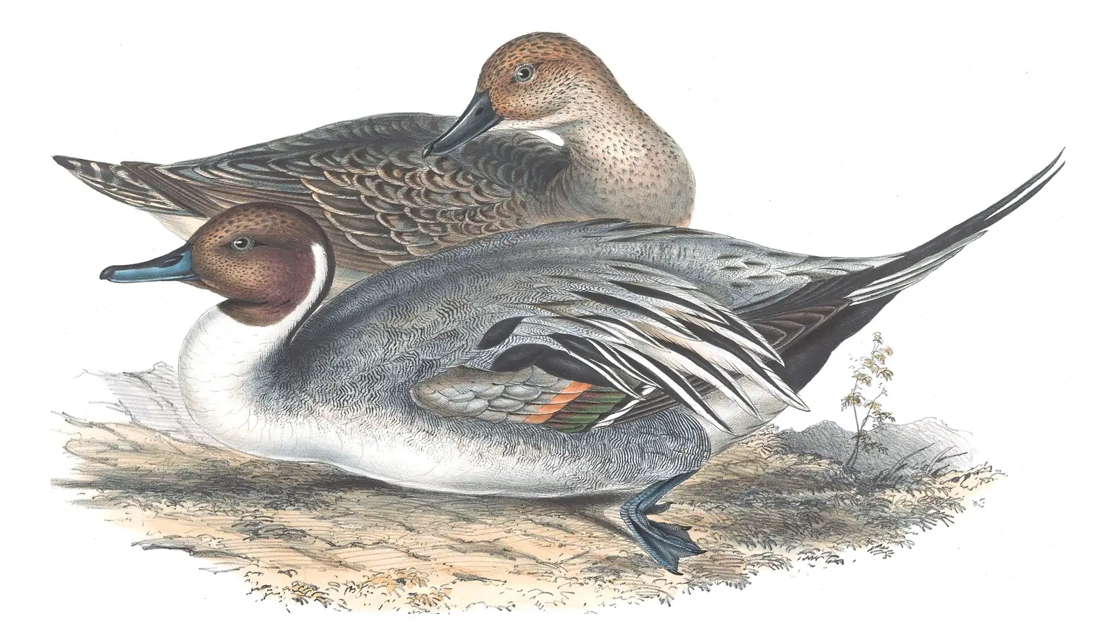 Plate 365 of Gould's The Birds of Europe: Northern Pintail (Anas acuta)