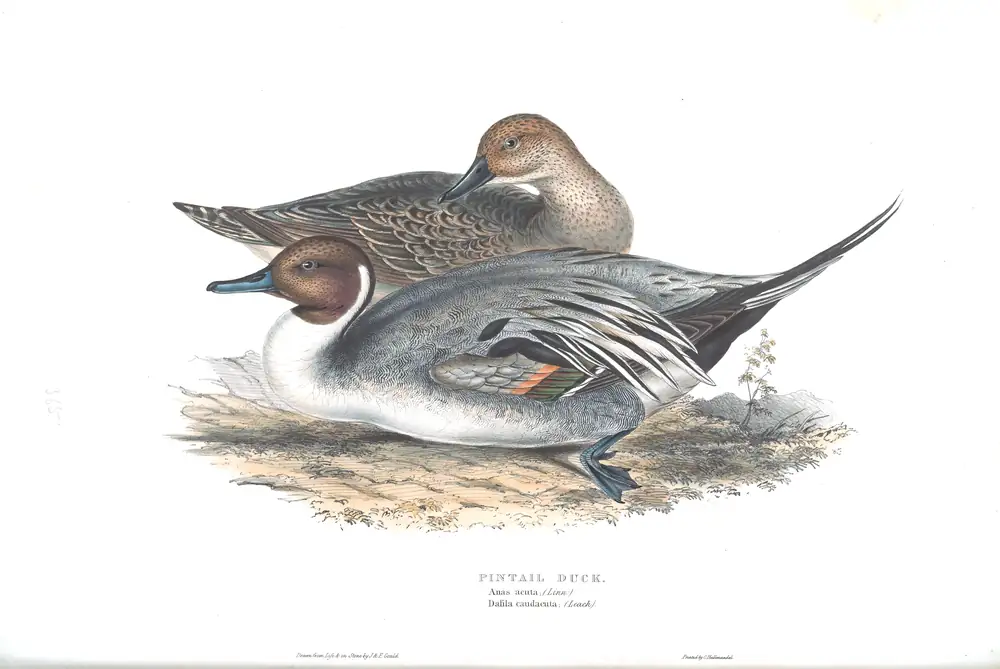 The whole sheet of plate 365, with its engraved caption