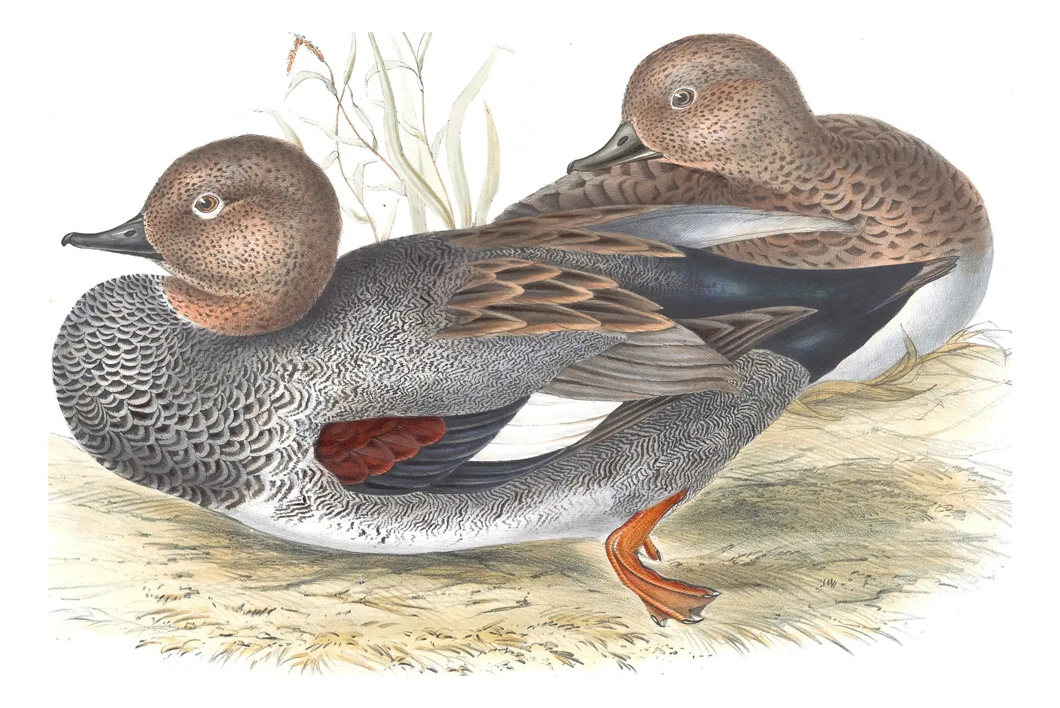Plate 366 of Gould's The Birds of Europe: Gadwall (Mareca strepera)