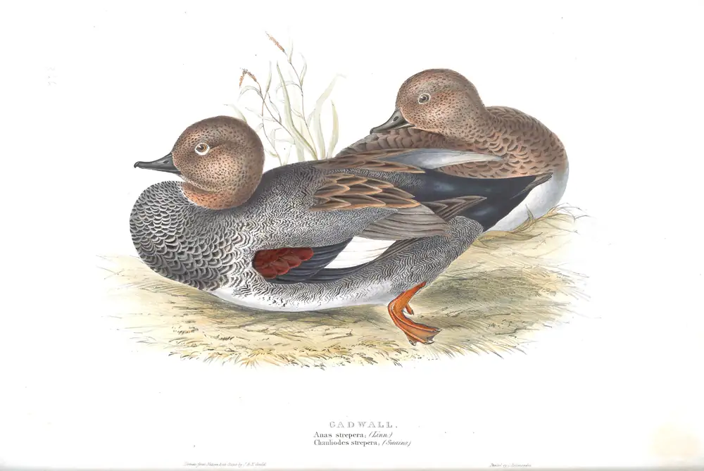 The whole sheet of plate 366, with its engraved caption