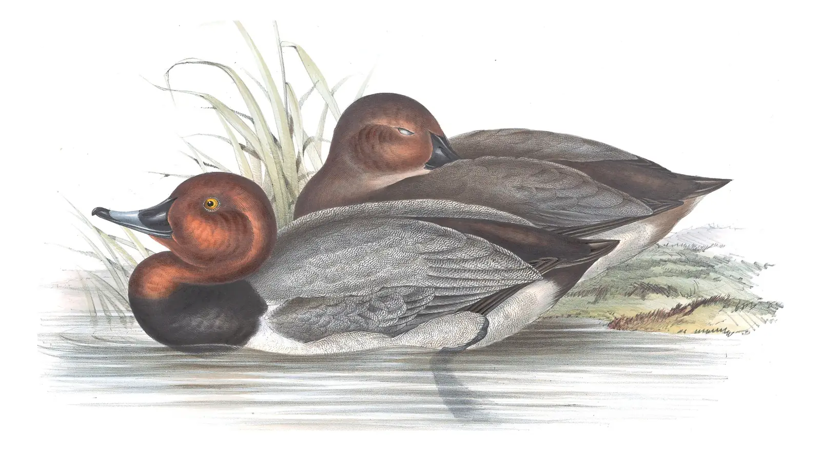 Plate 367 of Gould's The Birds of Europe: Common Pochard (Aythya ferina)