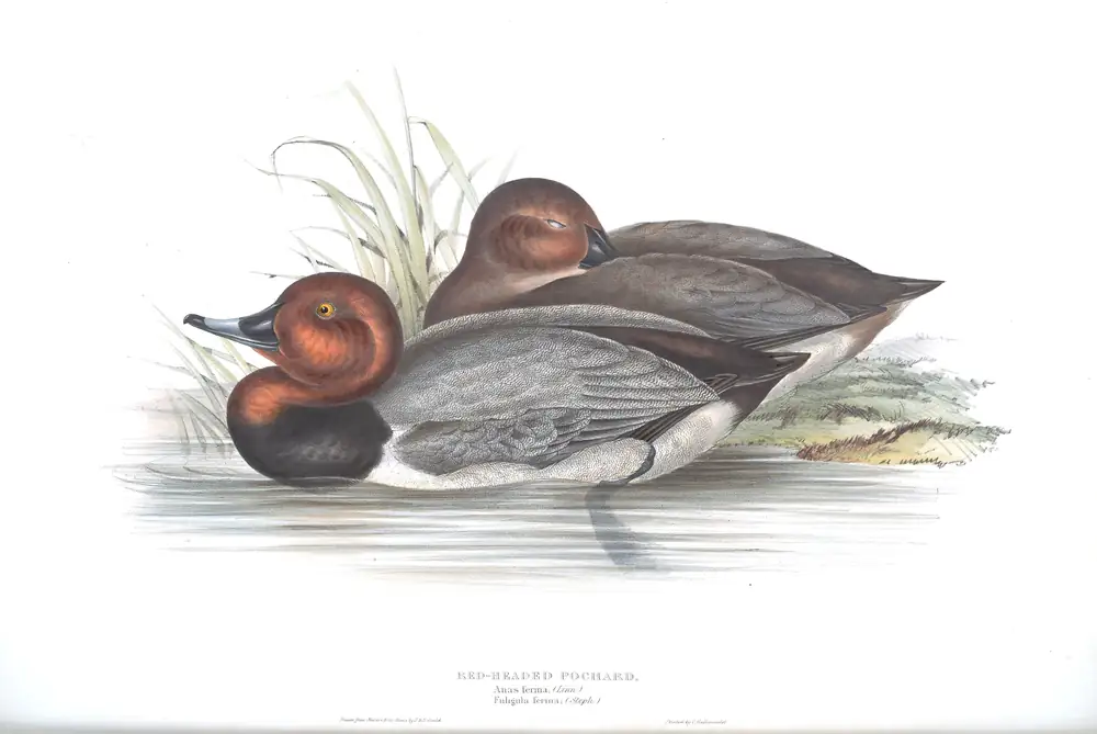 The whole sheet of plate 367, with its engraved caption