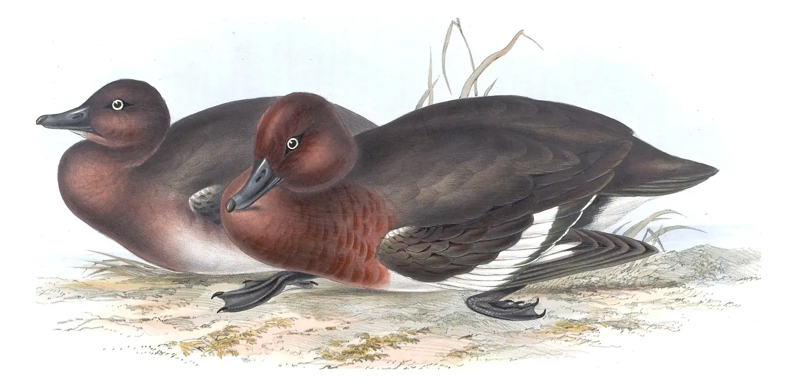 Plate 368 of Gould's The Birds of Europe: Ferruginous Duck (Aythya nyroca)