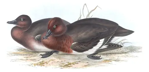 Plate 368 of Gould's The Birds of Europe: Ferruginous Duck (Aythya nyroca)