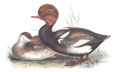 Plate 369 of Gould's The Birds of Europe: Red-crested Pochard (Netta rufina)