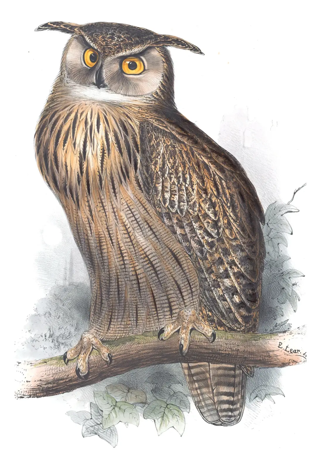 Plate 37 of Gould's The Birds of Europe: Eurasian Eagle-Owl (Bubo bubo)