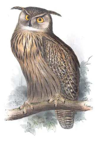 Plate 37 of Gould's The Birds of Europe: Eurasian Eagle-Owl (Bubo bubo)
