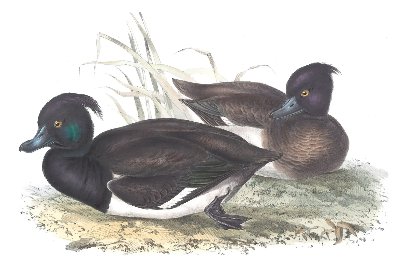 Plate 370 of Gould's The Birds of Europe: Tufted Duck (Aythya fuligula)