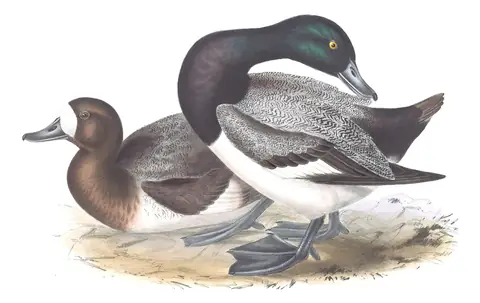 Plate 371 of Gould's The Birds of Europe: Greater Scaup (Aythya marila)
