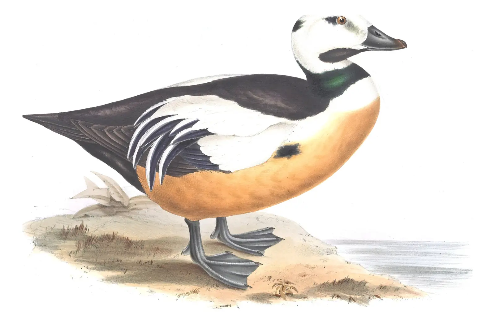 Plate 372 of Gould's The Birds of Europe: Steller's Eider (Polysticta stelleri)