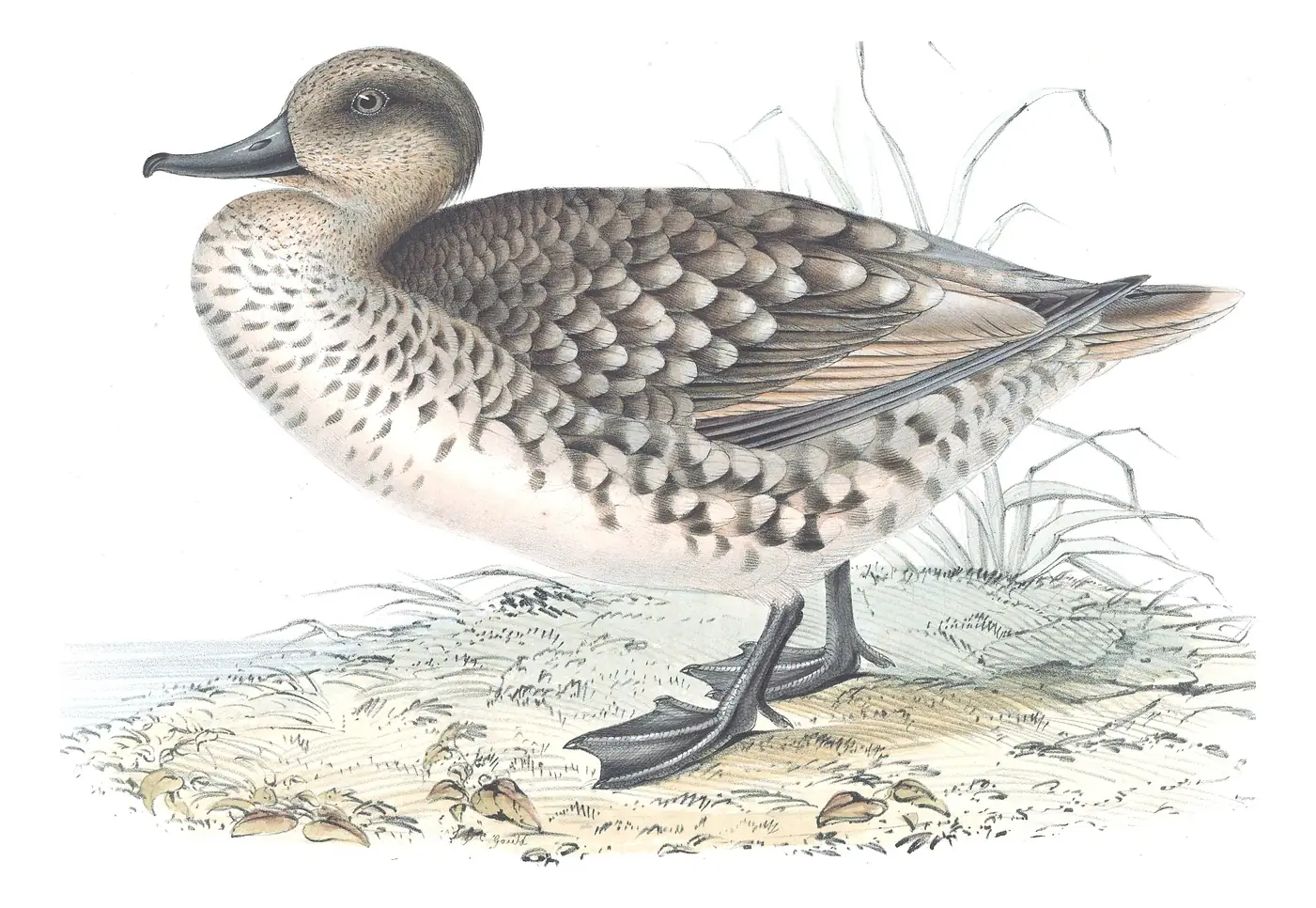 Plate 373 of Gould's The Birds of Europe: Marbled Duck (Marmaronetta angustirostris)