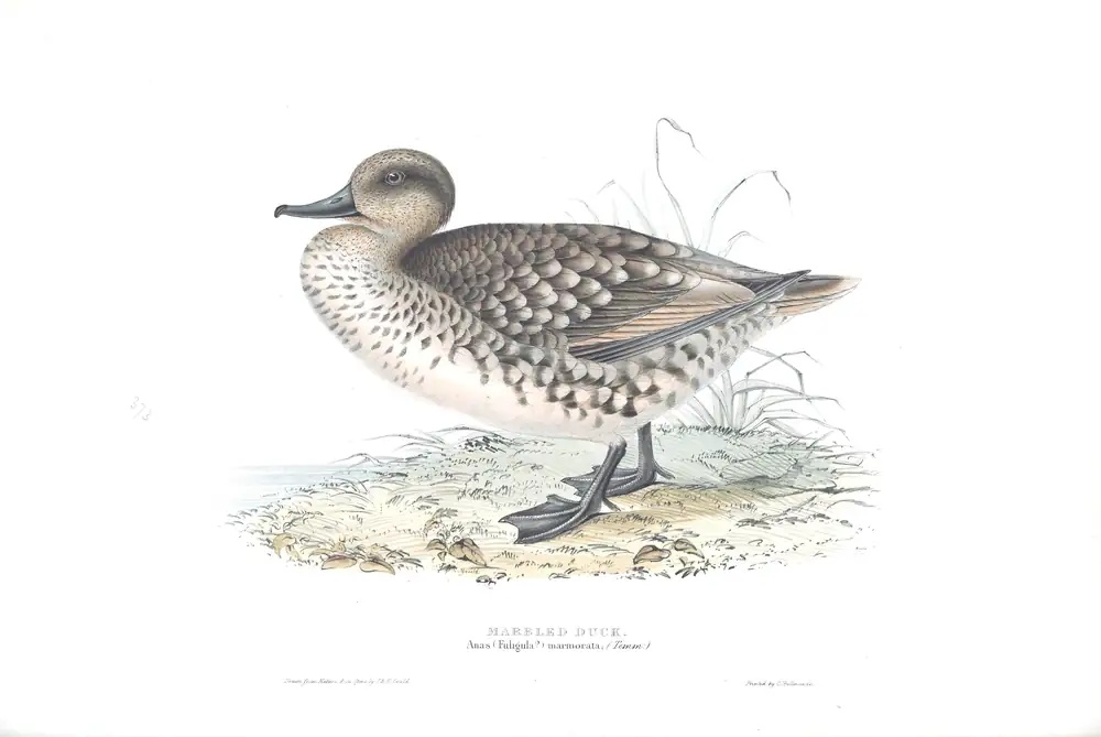 The whole sheet of plate 373, with its engraved caption
