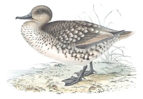 Plate 373 of Gould's The Birds of Europe: Marbled Duck (Marmaronetta angustirostris)
