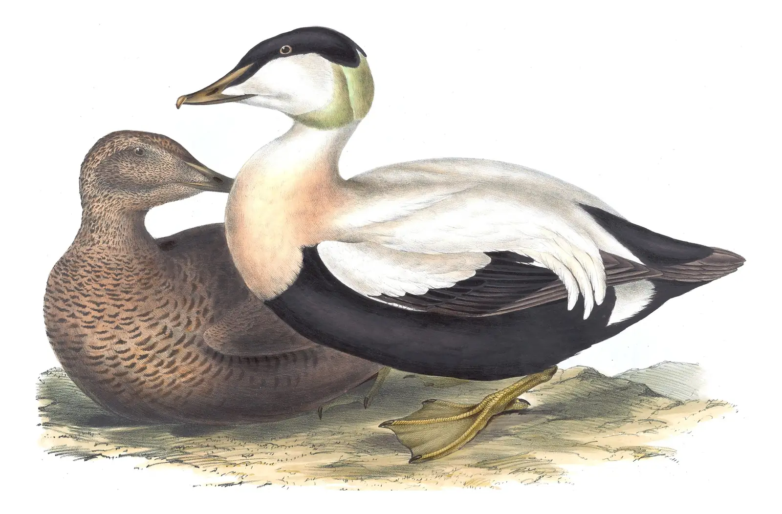 Plate 374 of Gould's The Birds of Europe: Common Eider (Somateria mollissima)