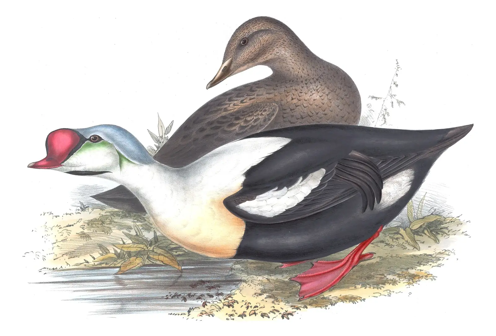 Plate 375 of Gould's The Birds of Europe: King Eider (Somateria spectabilis)