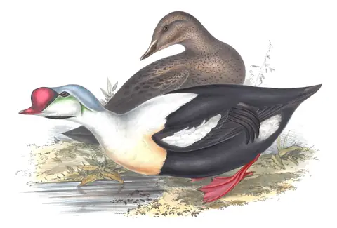 Plate 375 of Gould's The Birds of Europe: King Eider (Somateria spectabilis)