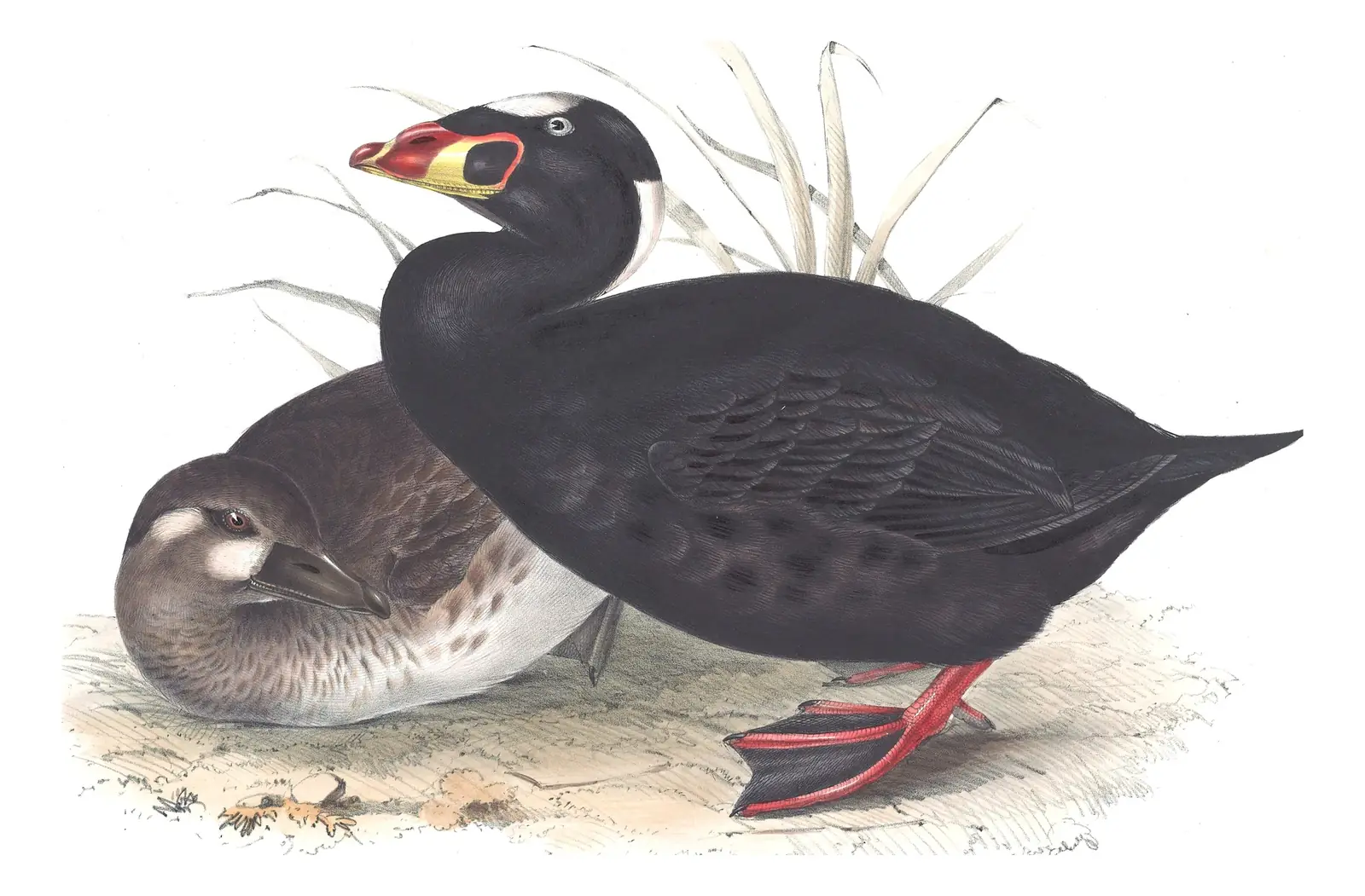 Plate 376 of Gould's The Birds of Europe: Surf Scoter (Melanitta perspicillata)