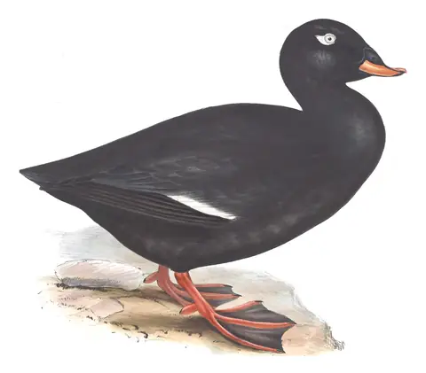 Plate 377 of Gould's The Birds of Europe: Velvet Scoter (Melanitta fusca)