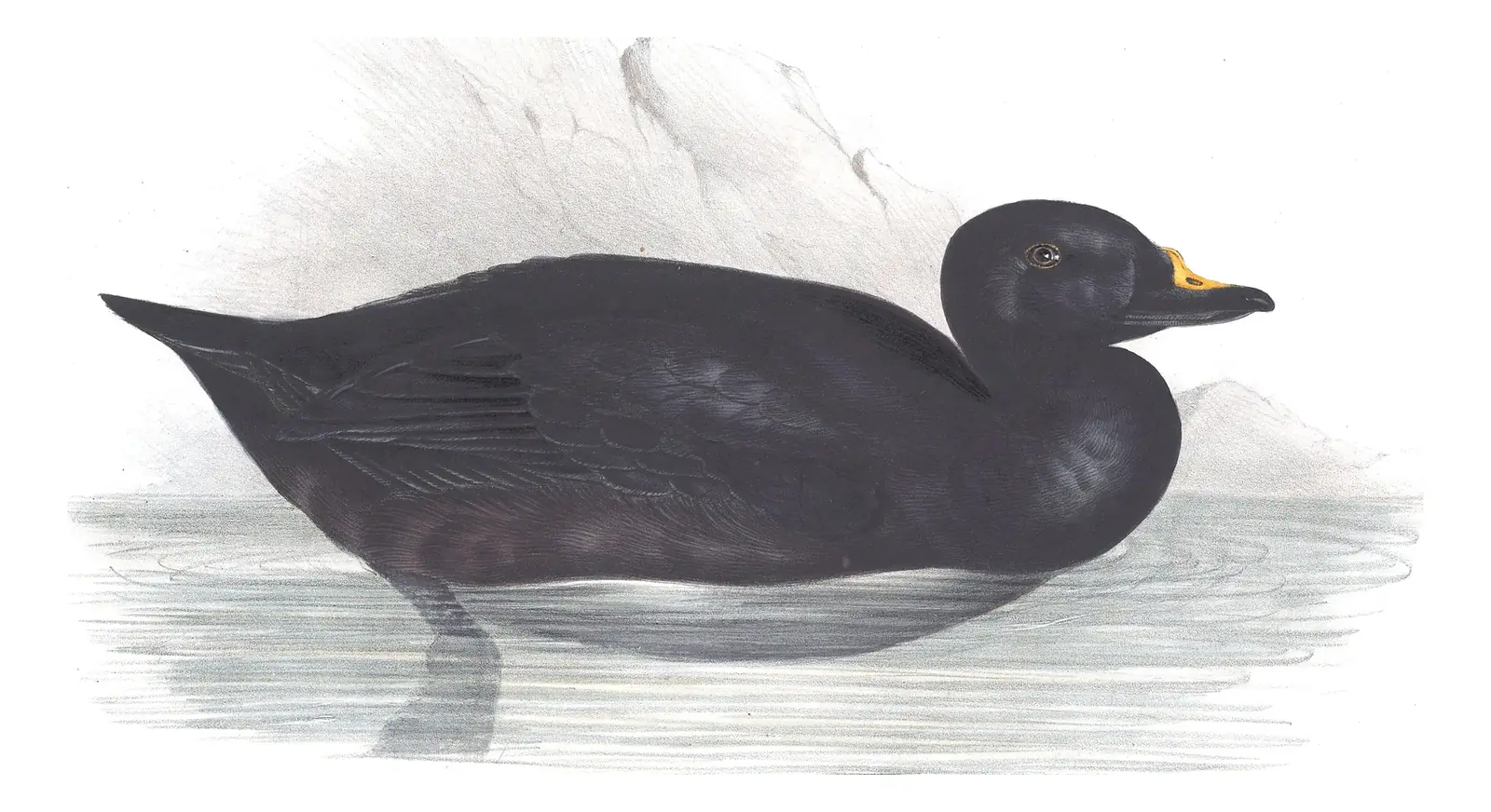 Plate 378 of Gould's The Birds of Europe: Common Scoter (Melanitta nigra)