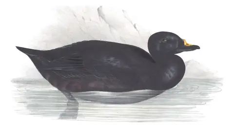 Plate 378 of Gould's The Birds of Europe: Common Scoter (Melanitta nigra)