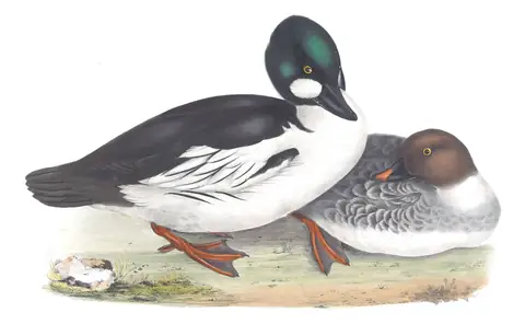 Plate 379 of Gould's The Birds of Europe: Common Goldeneye (Bucephala clangula)