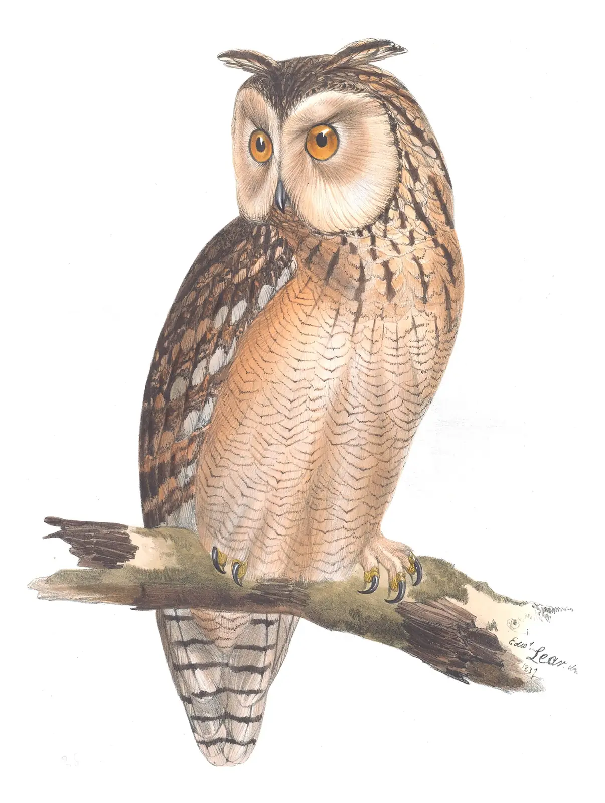 Plate 38 of Gould's The Birds of Europe: Pharaoh Eagle-Owl (Bubo ascalaphus)