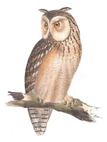 Plate 38 of Gould's The Birds of Europe: Pharaoh Eagle-Owl (Bubo ascalaphus)