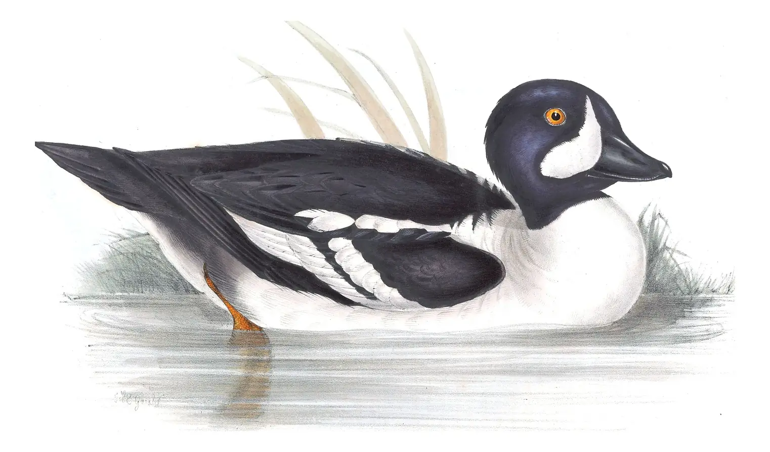 Plate 380 of Gould's The Birds of Europe: Barrow's Goldeneye (Bucephala islandica)