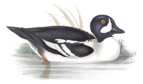 Plate 380 of Gould's The Birds of Europe: Barrow's Goldeneye (Bucephala islandica)