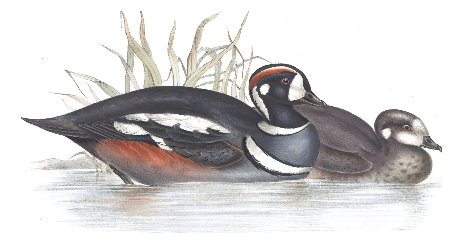 Plate 381 of Gould's The Birds of Europe: Harlequin Duck (Histrionicus histrionicus)