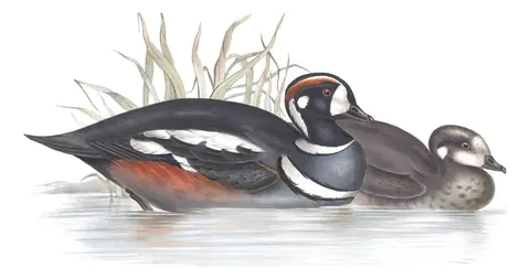 Plate 381 of Gould's The Birds of Europe: Harlequin Duck (Histrionicus histrionicus)