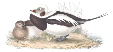 Plate 382 of Gould's The Birds of Europe: Long-tailed Duck (Clangula hyemalis)