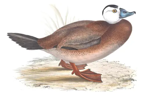 Plate 383 of Gould's The Birds of Europe: White-headed Duck (Oxyura leucocephala)