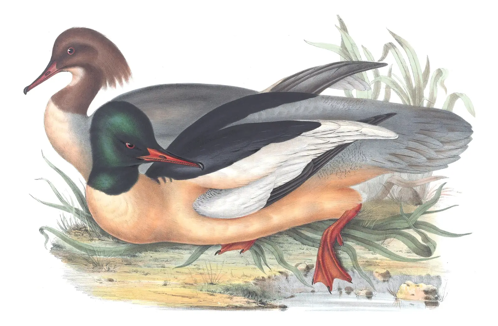 Plate 384 of Gould's The Birds of Europe: Common Merganser (Mergus merganser)