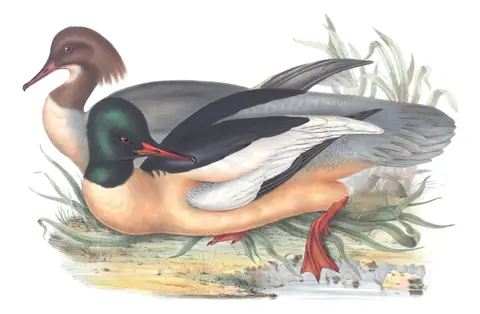 Plate 384 of Gould's The Birds of Europe: Common Merganser (Mergus merganser)
