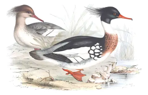 Plate 385 of Gould's The Birds of Europe: Red-breasted Merganser (Mergus serrator)
