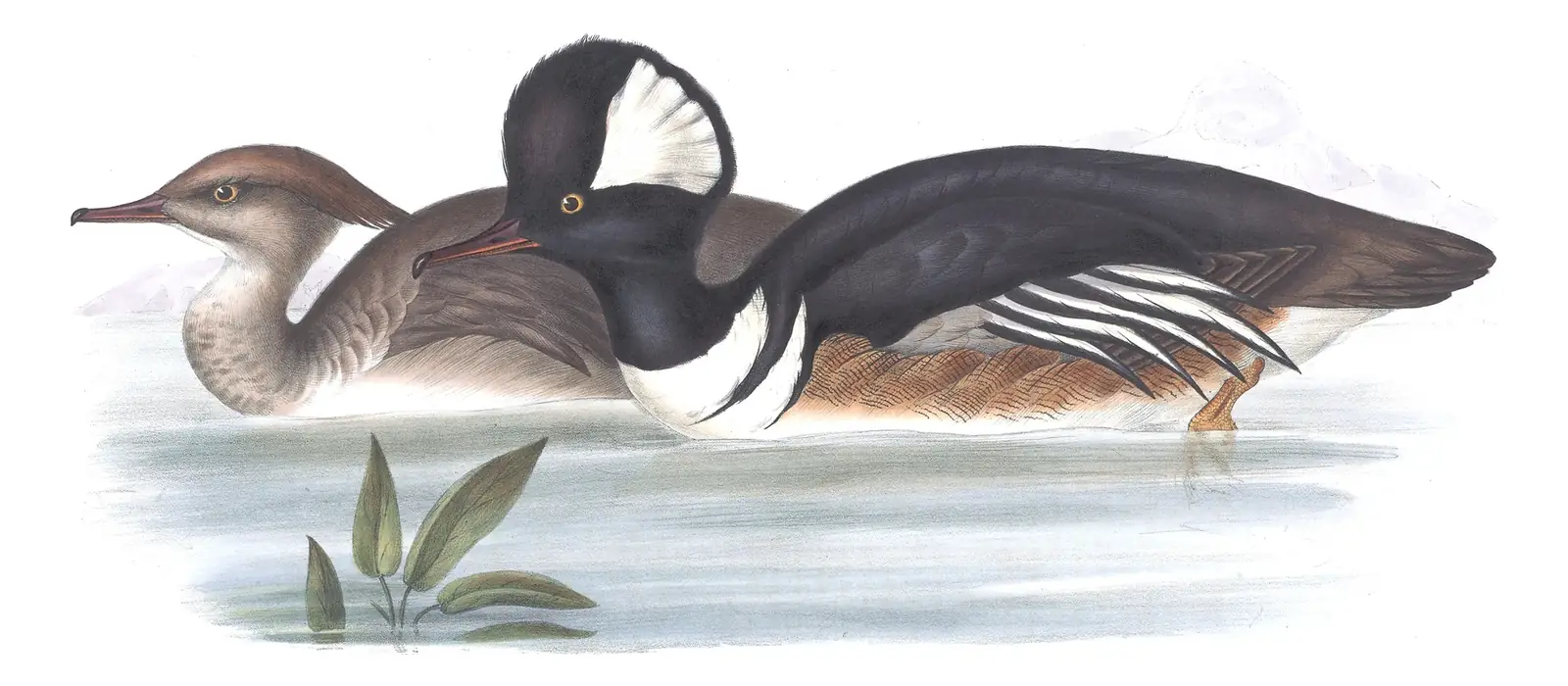Plate 386 of Gould's The Birds of Europe: Hooded Merganser (Lophodytes cucullatus)