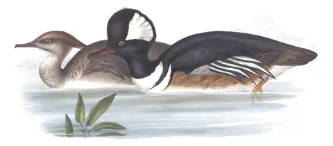 Plate 386 of Gould's The Birds of Europe: Hooded Merganser (Lophodytes cucullatus)